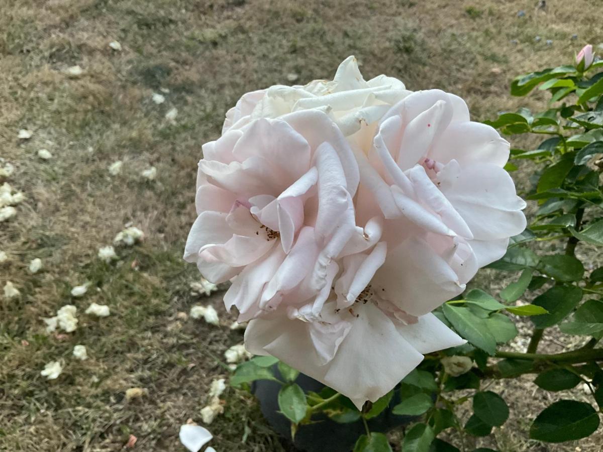 Le Jardin De Rose 24 Feuillebert Romagne 86700 Bed and Breakfast Εξωτερικό φωτογραφία